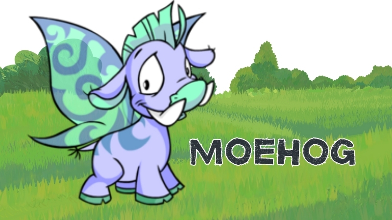 moehog in neopets