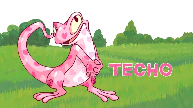 techo in neopets
